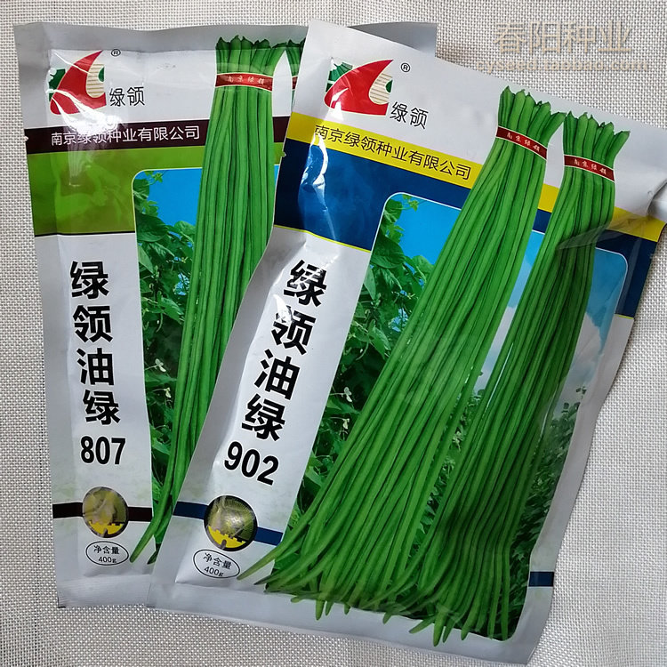 绿领油绿807/902豆角种子 豇豆种籽 豆荚粗细均匀整齐 早熟品质好
