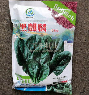 肥厚大圆叶 适合捆扎 一代杂交黑麒麟菠菜种子 春秋墨绿菠菜种籽
