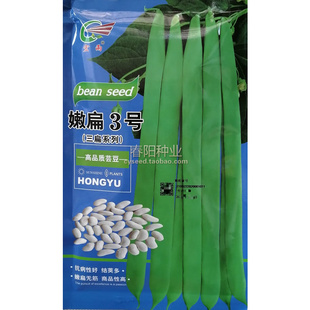 嫩扁3号扁豆种子 三扁系列芸豆 台湾绿龙豆角种籽 早熟 嫩荚鲜绿
