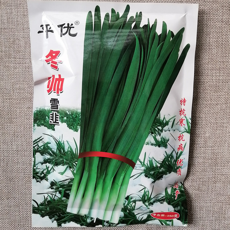冬帅雪韭种子高产抗寒韭菜种籽
