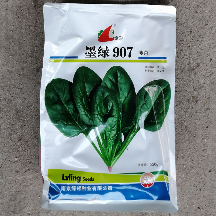墨绿907秋冬菠菜种子高产抗病