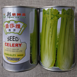 郑研翡莎雅西芹种子 优质高产大田西芹品种 纤维少 芹菜种子籽