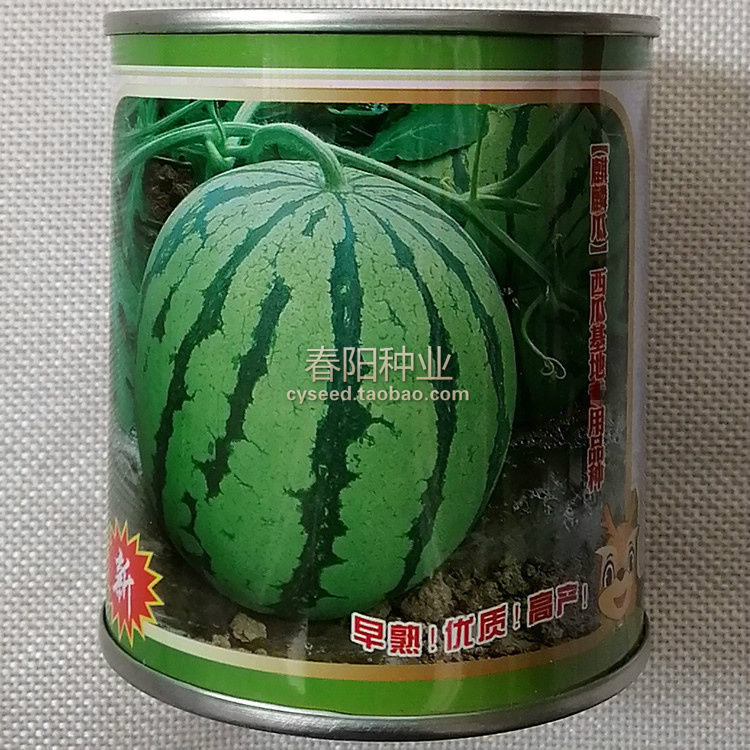 神鹿早佳8424早熟粉红色西瓜种子
