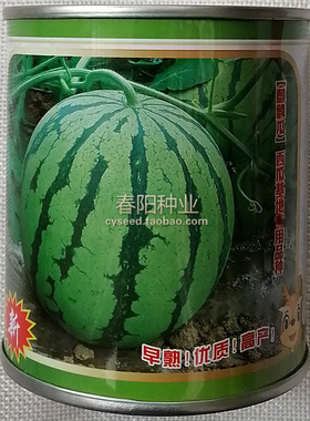 神鹿早佳8424西瓜种子 麒麟瓜种籽 早熟优质 果肉粉红色 甜美多汁