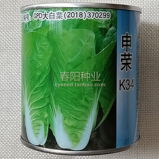 申荣K34快菜种子 速生杂交小白菜 嫩绿油亮无茸毛 四季快菜种籽