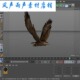 C4D老鹰模型带各种动作材质贴图骨骼绑定动画FBXmax学习交流参考