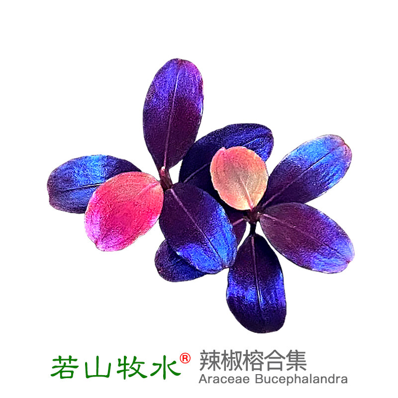 玄武海黑天使大象玉老幽灵数码海辣椒榕稀有迷你高端水草水下叶