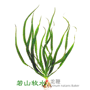 龙鞭水草宽叶细叶进口高端大型后景阴性鱼缸造景装饰好养主景草缸
