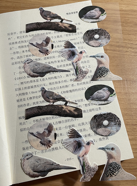 奇怪猫贴纸珠颈斑鸠咕咕鸡红隼好朋友笔记本手帐咕卡麻流装饰贴纸