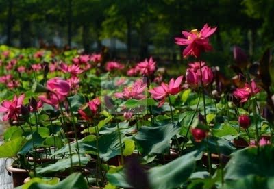 南京艺莲苑  碗莲  中型荷花【魅影】种藕 红色  少瓣