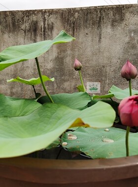 南京艺莲苑碗莲新手捡宝（混装 随机）碗莲种藕