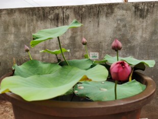 南京艺莲苑碗莲新手捡宝（混装 随机）碗莲种藕