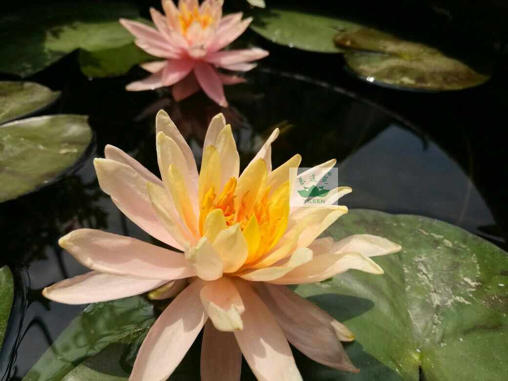 南京艺莲苑中小型耐寒睡莲根茎【科罗拉多】包对版丰花