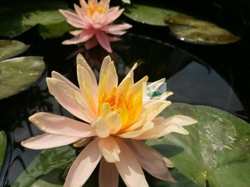 南京中小型根茎科罗拉多耐寒睡莲