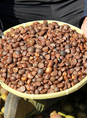 野生山茶籽油茶籽子榨油料家用