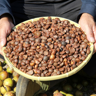 野生山茶籽油茶籽子榨油原料茶子果实茶油仁去带壳家用榨油料老农