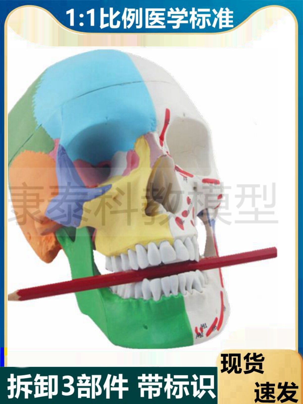 시뮬레이션된 두개골 모델 두개골은 경추 혈관 신경 두개골 예술 복사 입으로 열 수 있습니다