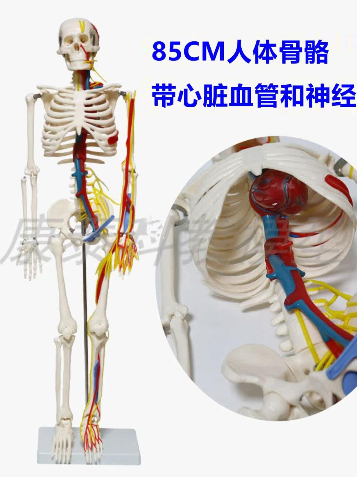 45CM 85C 인간 해골 모델 해골 플라스틱 뼈 예술 인간 요가 해부학 피트니스 교육