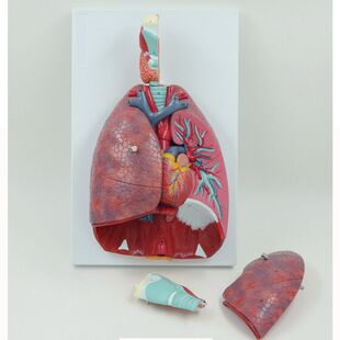 康泰模型人体呼吸系统模型仿真1比1喉咙气管肺心脏内脏可拆卸医用