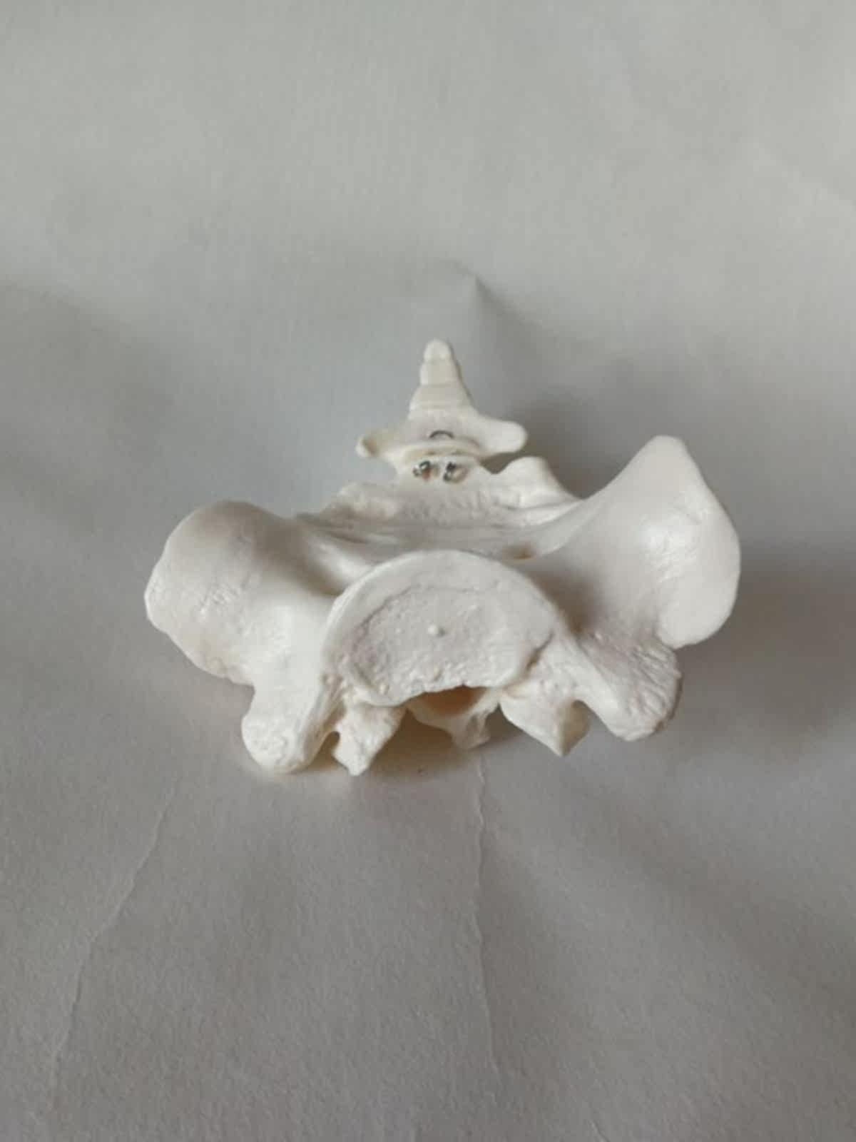 천골 모델 1:1 천골과 미골의 실제 거꾸로 된 금형 한약 자오선 재활 요가 의료 교육 금형 표본