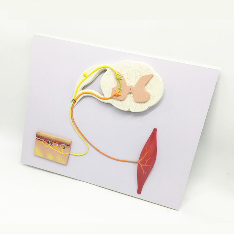 反射弧模型神经细胞结构脊髓解剖