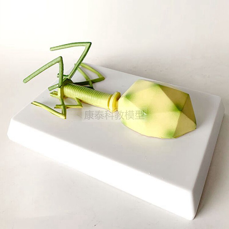 박테리오파지 모델 미생물 증폭 구조 코로나바이러스 인플루엔자 호흡기 전염병 막대 광견병 아데노바이러스