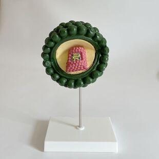 艾滋病毒放大模型医学科技展示生物教育装备中学实验仪器 微生物