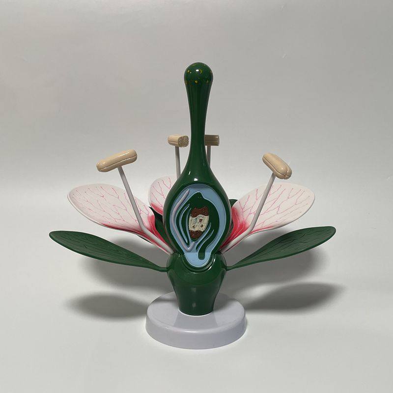 康泰桃花模型双子叶花蕊子