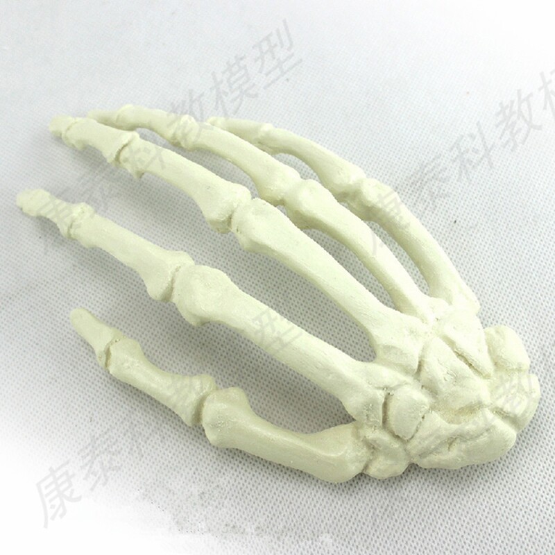 정형외과 실습 모의 수술 실습 손 뼈 수술 사지 느슨한 뼈 의료 교육을 위한 인공 뼈 모델