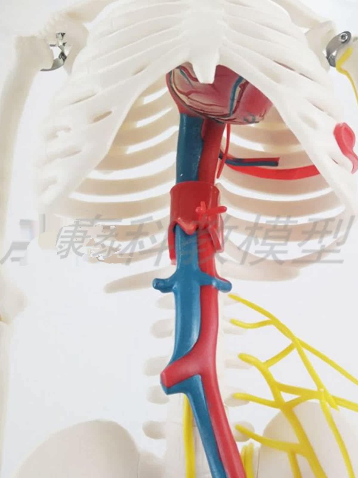 45CM 85C 인간 해골 모델 해골 플라스틱 뼈 예술 인간 요가 해부학 피트니스 교육