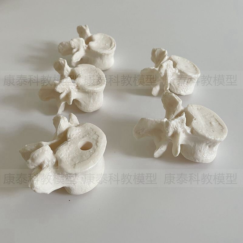 人体脊椎模型散骨颈椎胸椎腰椎仿真1比1寰椎枢椎正骨盲人按摩瑜伽