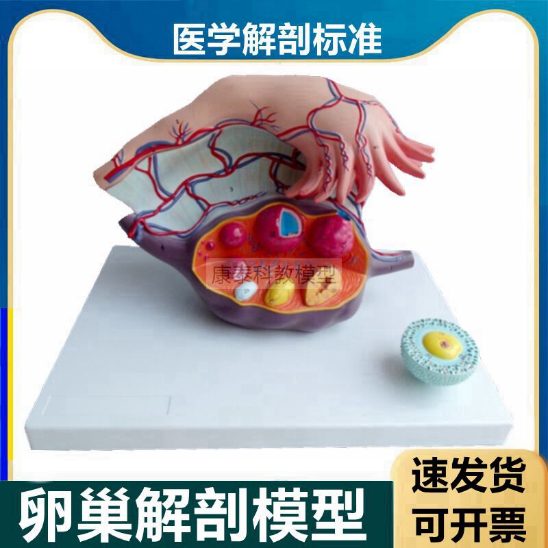 卵巢模型输卵管黄体白体月经周期卵泡女生殖子宫结构生理功能卵子