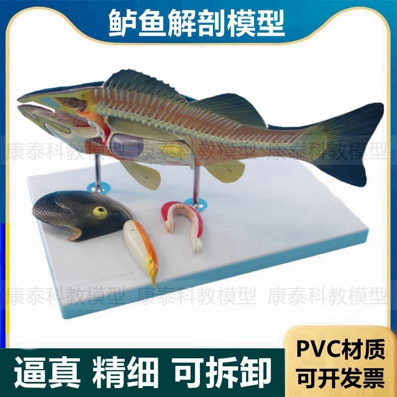 鱼解剖模型鲈鱼内脏可拆卸标识水产教学标本研究鲫鱼放大模型仿真