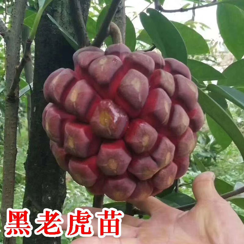 黑老虎树苗布福娜黑老虎树苗带土嫁接水果苗当年结果盆栽地栽