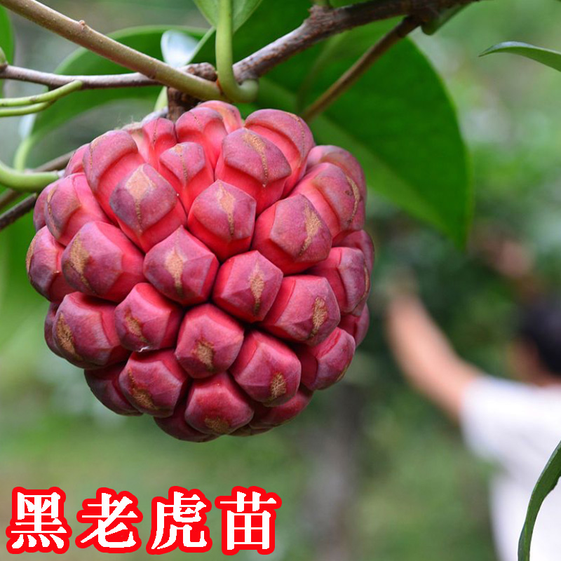 黑老虎树苗黑老虎水果苗树果树嫁接水果苗布福娜苗带土冬季盆地栽