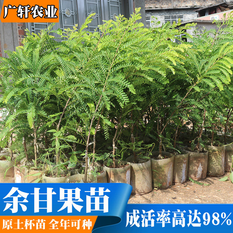 果树余甘果苗特大四季盆栽余甘果苗新鲜油甘子苗树油甘子当年结果