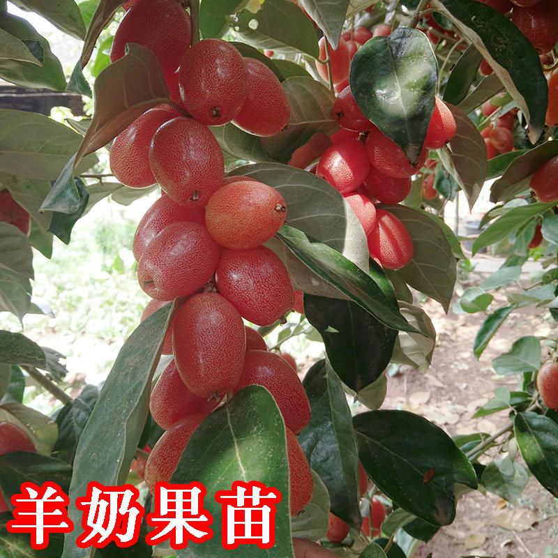 果树羊奶果树苗嫁接甜胡颓子果树苗当年结果南北方种盆栽地栽包邮