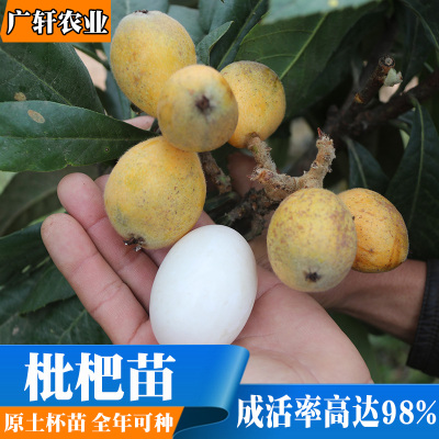果树无核白玉沙枇杷苗树嫁接大五星枇杷特大嫁接带土四川当年结果