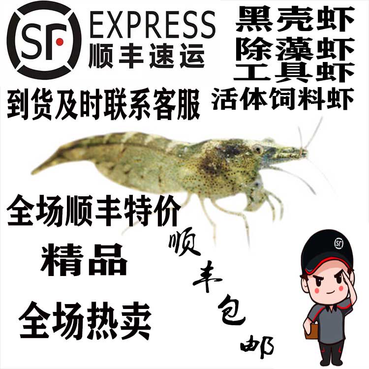 黑壳虾观赏工具饲料草缸除藻河蚌										