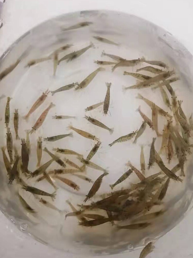 黑壳虾观赏工具饲料草缸除藻河蚌图片