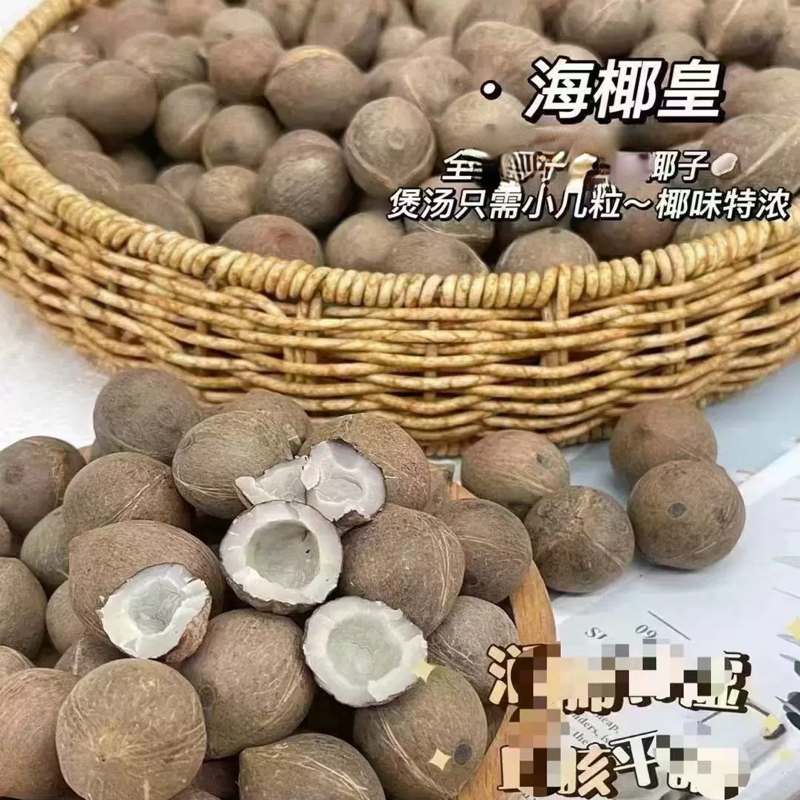 批发小椰子王印度海椰皇迷你海椰王椰子皇小椰皇煲汤的老椰子500g