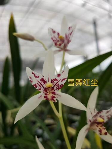 闽众兰花雪舞红尘建兰白彩三星蝶蝶花花期带花芽花苞浓香适合阳台