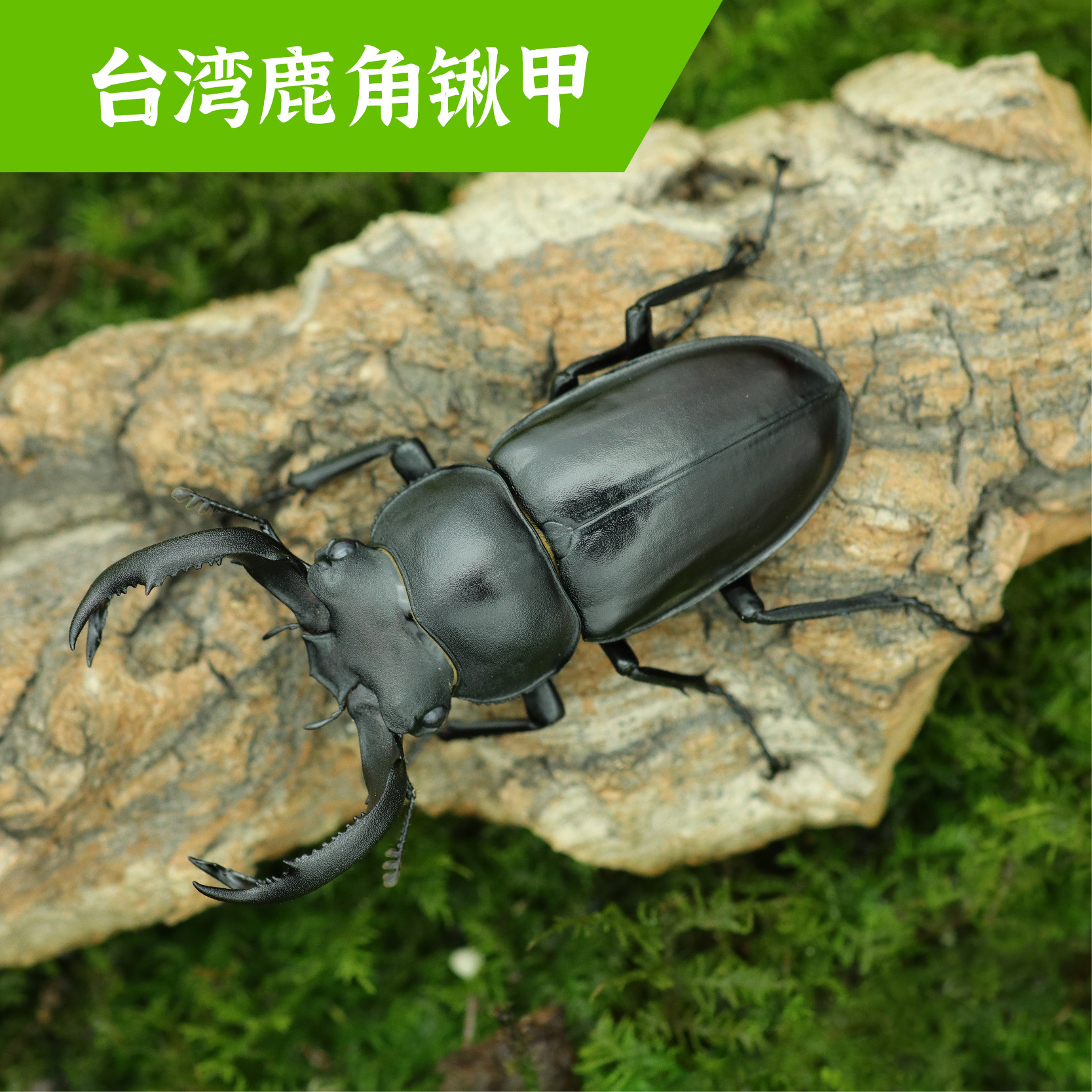 牧野虫社台湾鹿角锹甲虫宠物独角仙昆虫活物成虫幼虫子活体家养