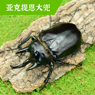 牧野虫社亚克提恩大兜甲虫独角仙