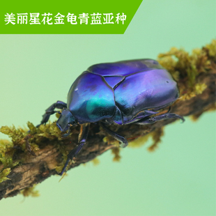 牧野虫社美丽星花金龟青蓝亚种独角仙甲虫宠物昆虫活物成虫幼虫活