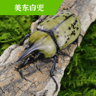 牧野虫社美东白兜独角仙甲虫宠物昆虫活物成虫幼虫活体甲壳虫子