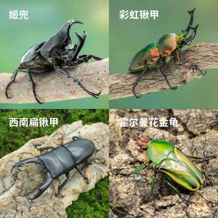 牧野虫社独角仙彩虹锹甲虫宠物昆虫活物成虫幼虫子活体家养甲壳虫