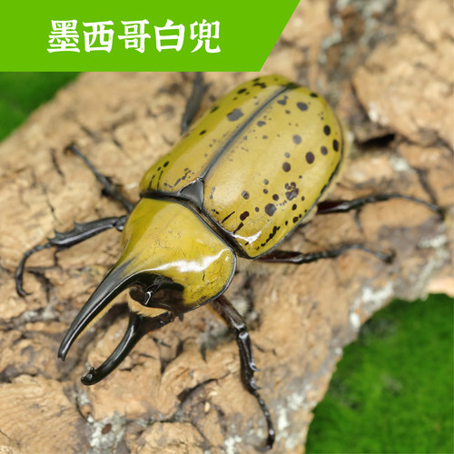 牧野虫社墨西哥白兜甲虫独角仙