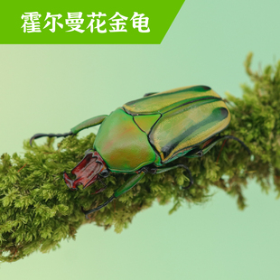 牧野虫社霍尔曼花金龟独角仙甲虫宠物昆虫活物成虫幼虫活体甲壳虫