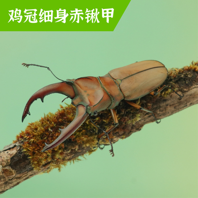 牧野虫社鸡冠细身赤锹甲虫独角仙